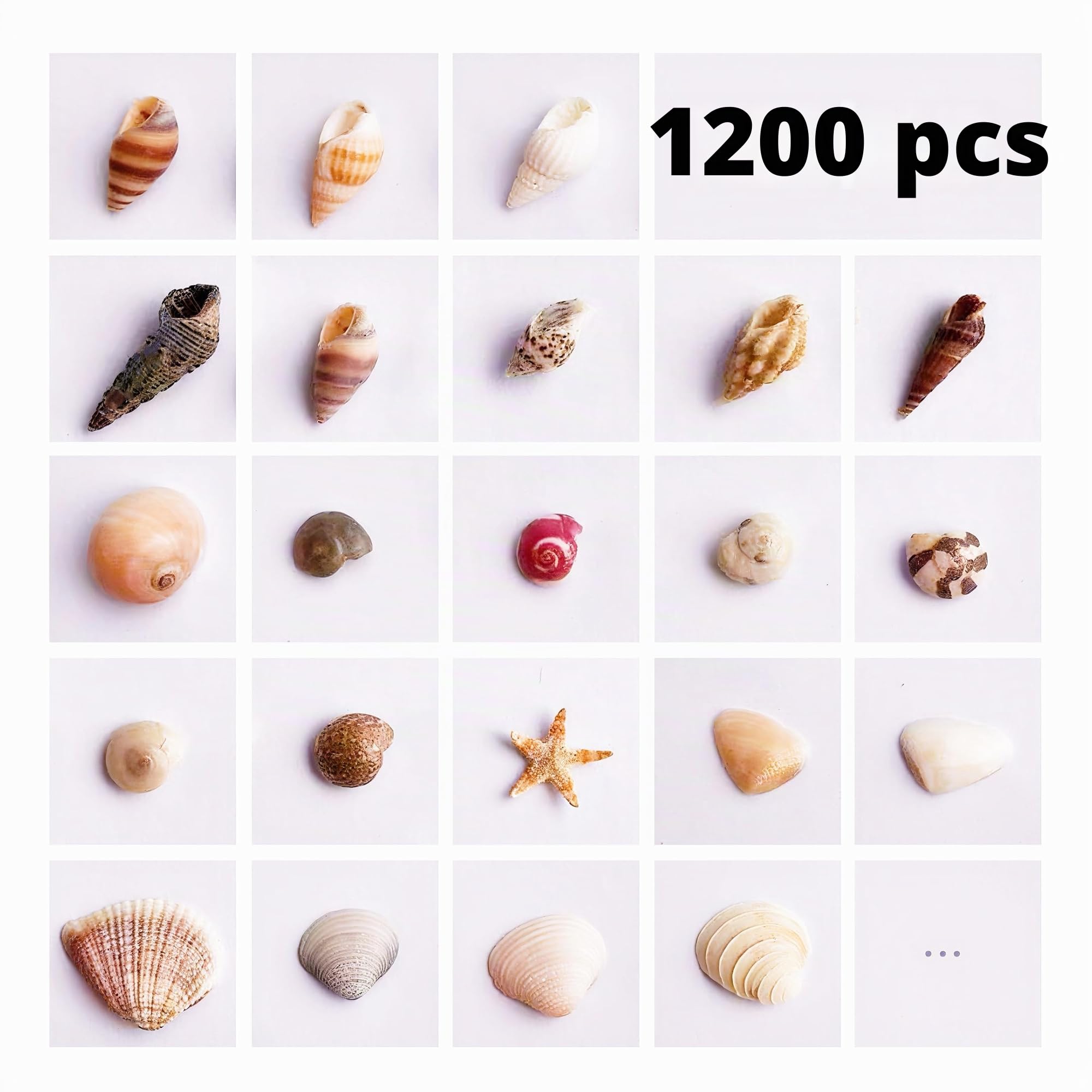 1 200 pièces petites coquillages de mer et 10 petites étoiles de mer - Mélange de coquillages de plage en spirale pour aquarium et vase, décoration de fête sur le thème de la plage