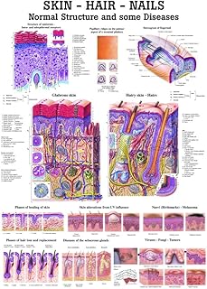 Skin, Hair and Nails Laminated Anatomy Chart