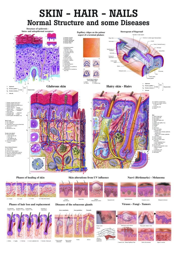 Skin, Hair and Nails Laminated Anatomy Chart