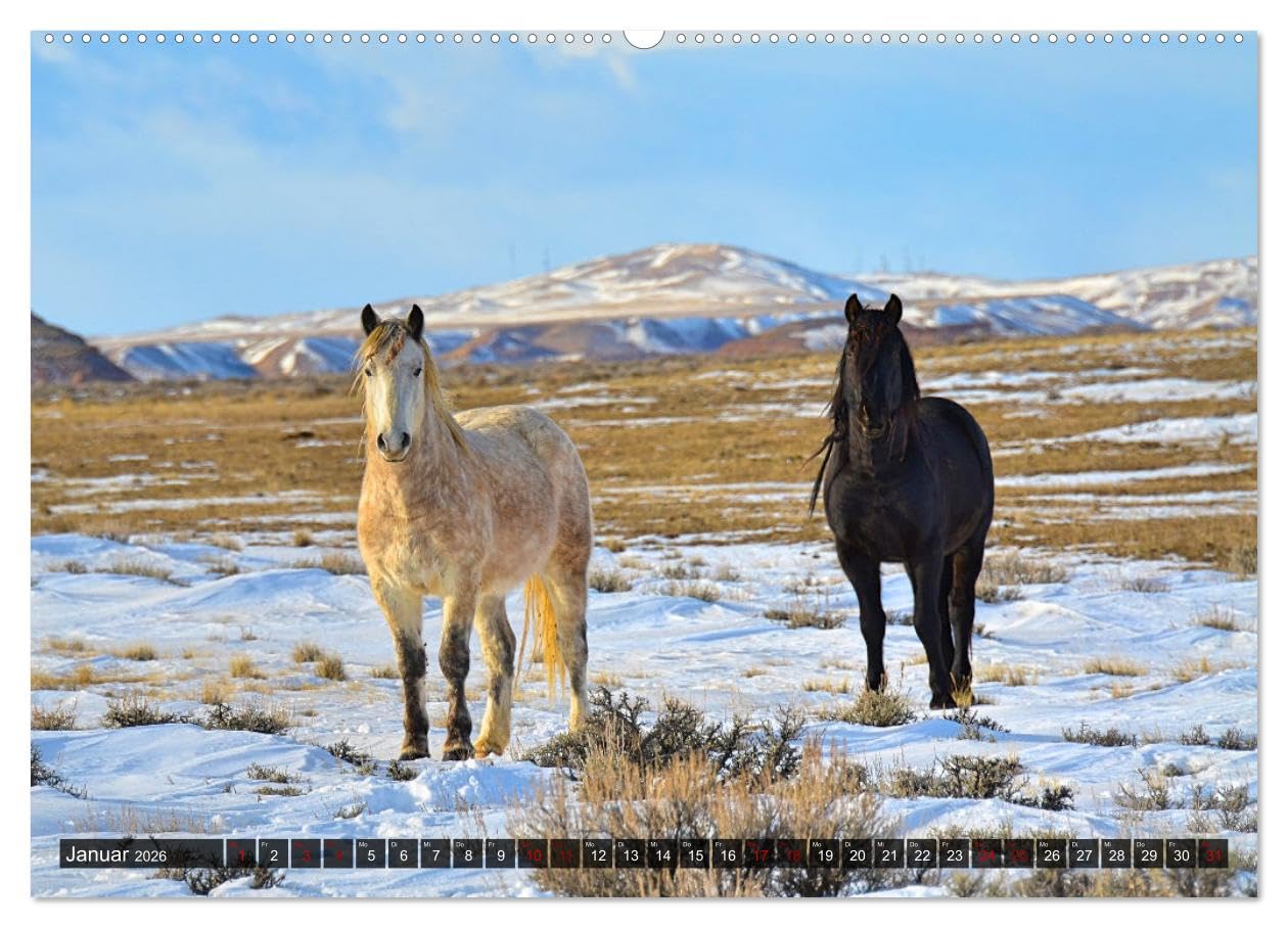 Pferde - wild und ungezähmt (Wandkalender 2026 DIN A2 quer), CALVENDO Monatskalender: Traumhafte Bilder frei lebender Pferderassen in ursprünglichen Naturlandschaften (CALVENDO Tiere)