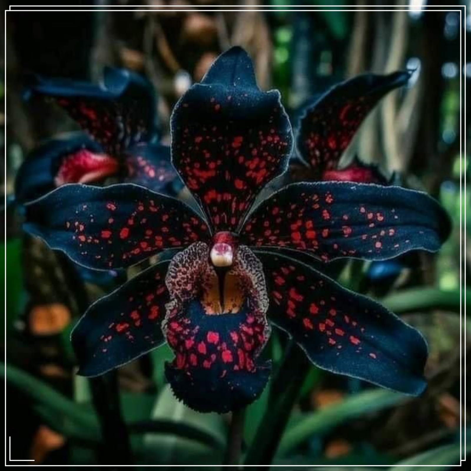 Rizomi di Cymbidium Resistenti, Rizomi perenni resistenti, Tenaci | Spettacolari, Migliore decorazione-10 Rizomi-A