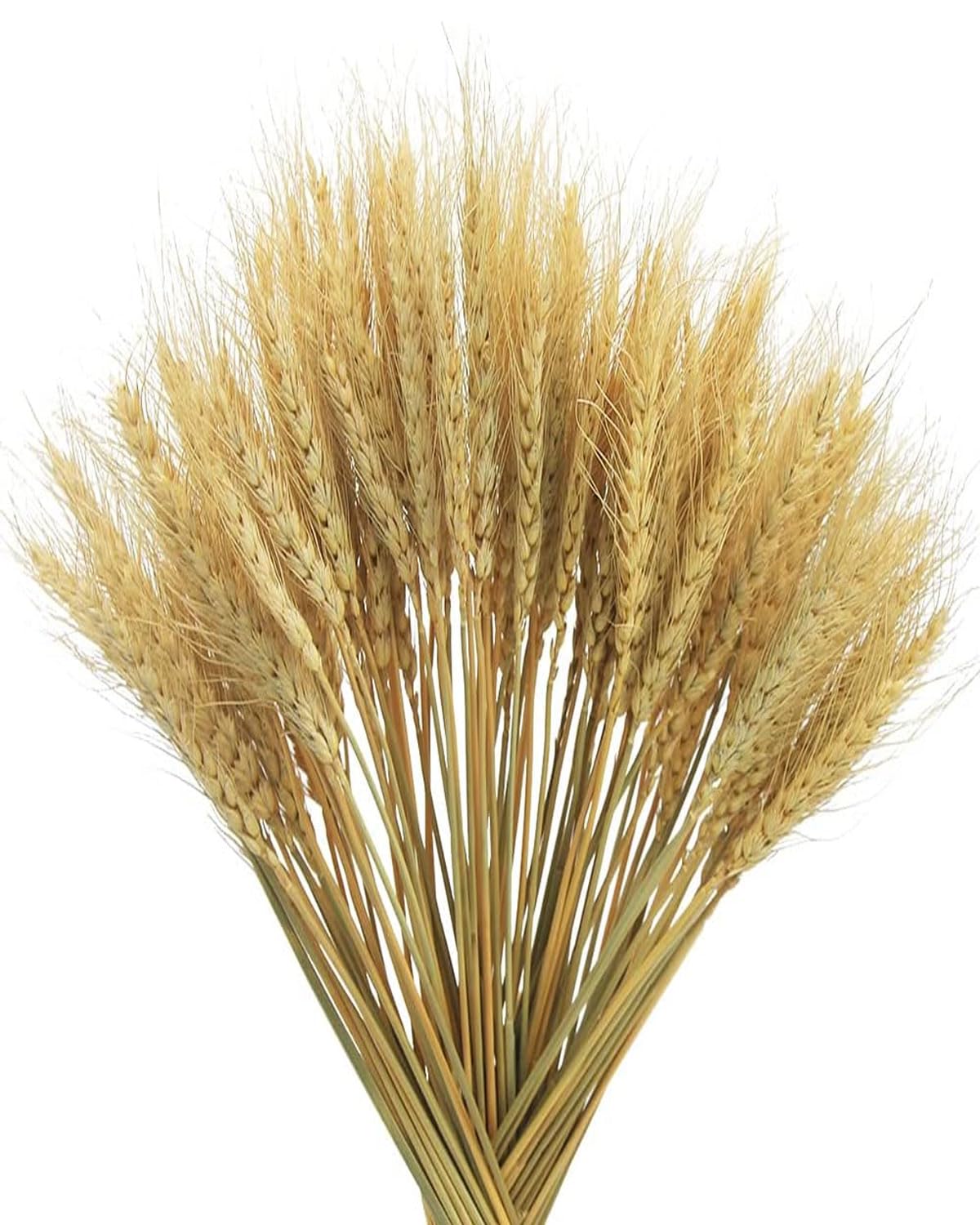 50 pezzi Decorazioni naturali di erba di grano, erba di grano nativa, fiori di erba di grano essiccati, bouquet da sposa, decorazioni per la casa con fiori bohémien