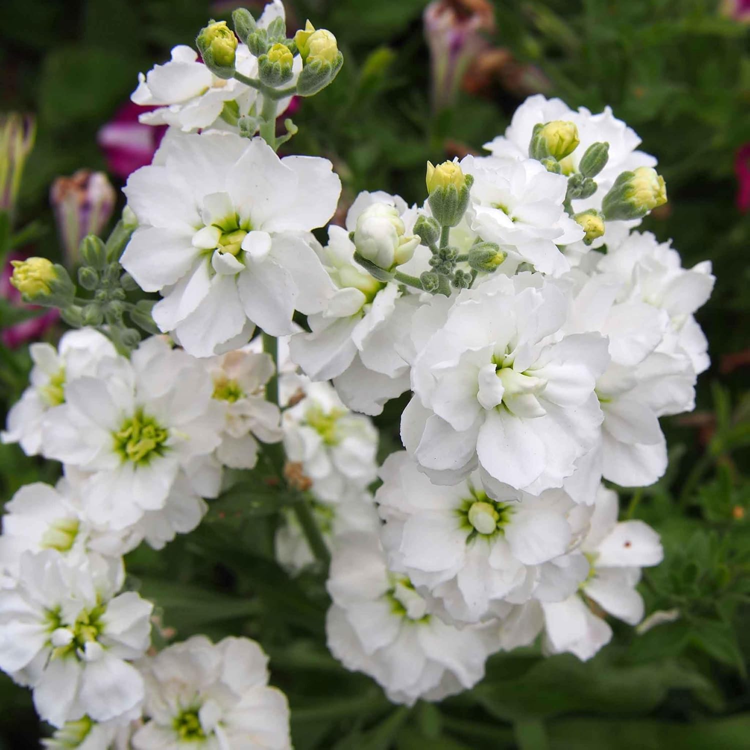 Eden Brothers Stock Seeds - White Goddess