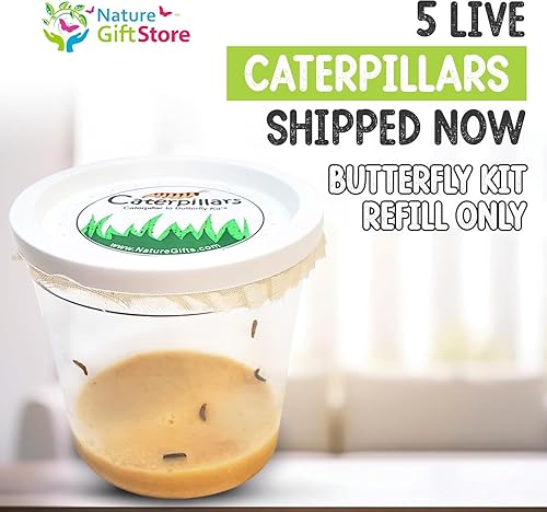 Miniatura 2 de Kit Butterfly Repuesto 5 orugas vivas