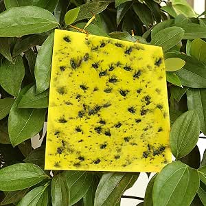 48 pezzi trappola per osche a innesto, piastre gialle, adesivi