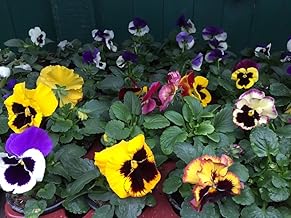 Pansies, Viola wittrockiana F1 Hyb Large Flower, 12 Colourful Violet Plants