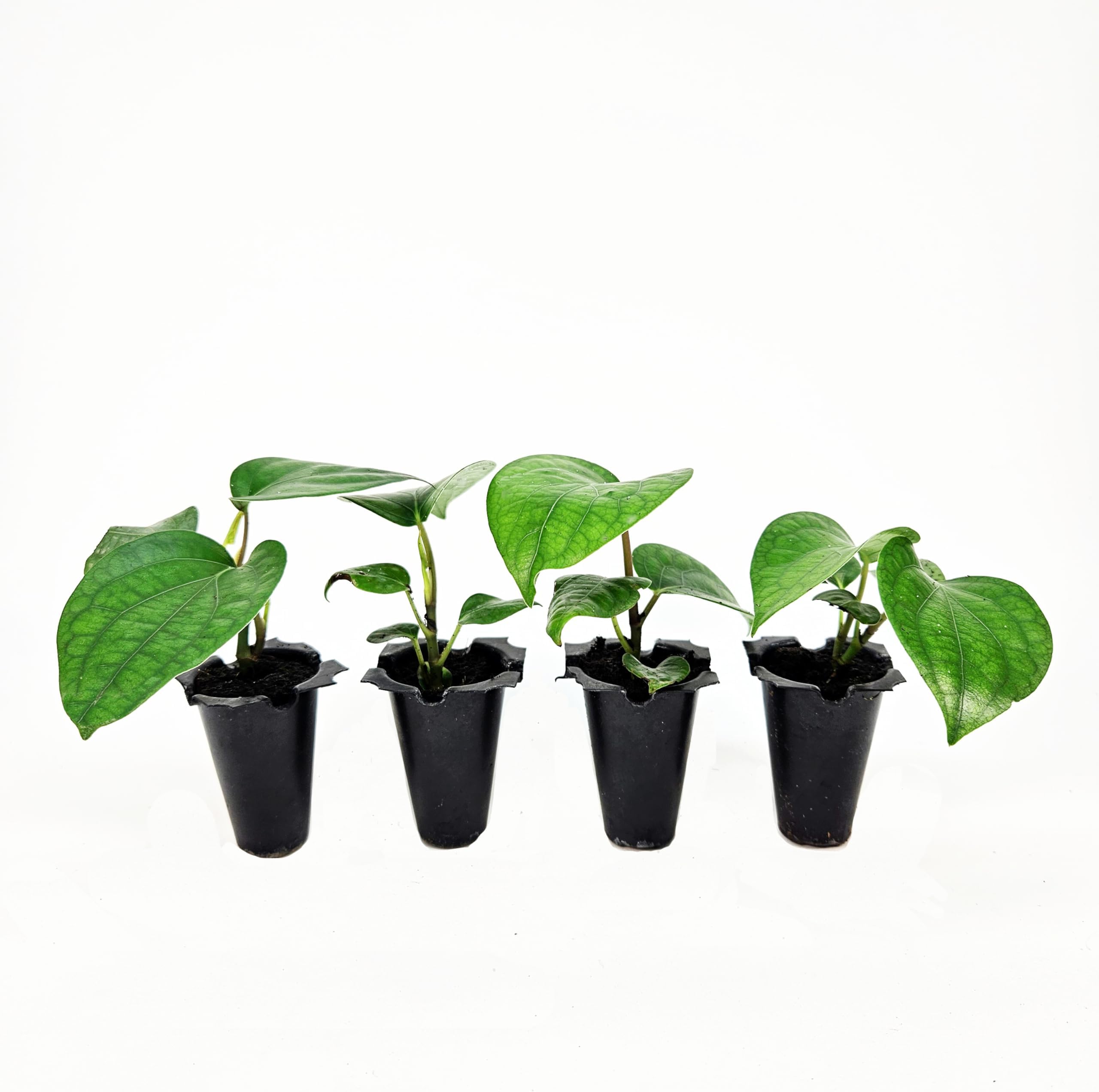 Live Black Pepper Plant Seedlings, Indoor Flowering Vine, 4 Pack, Natural Peppercorn Growing Plants
