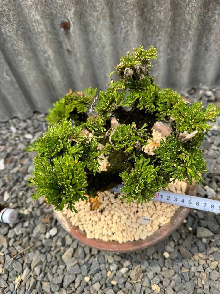 【石鉢・寄せ植え鉢・岩ヒバ岩松鉢】オブジェ・庭石・置物・ガーデニング 岩松 岩ヒバ 盆栽 ガーデニング インテリア 植物 陶器 山野草 高山植物