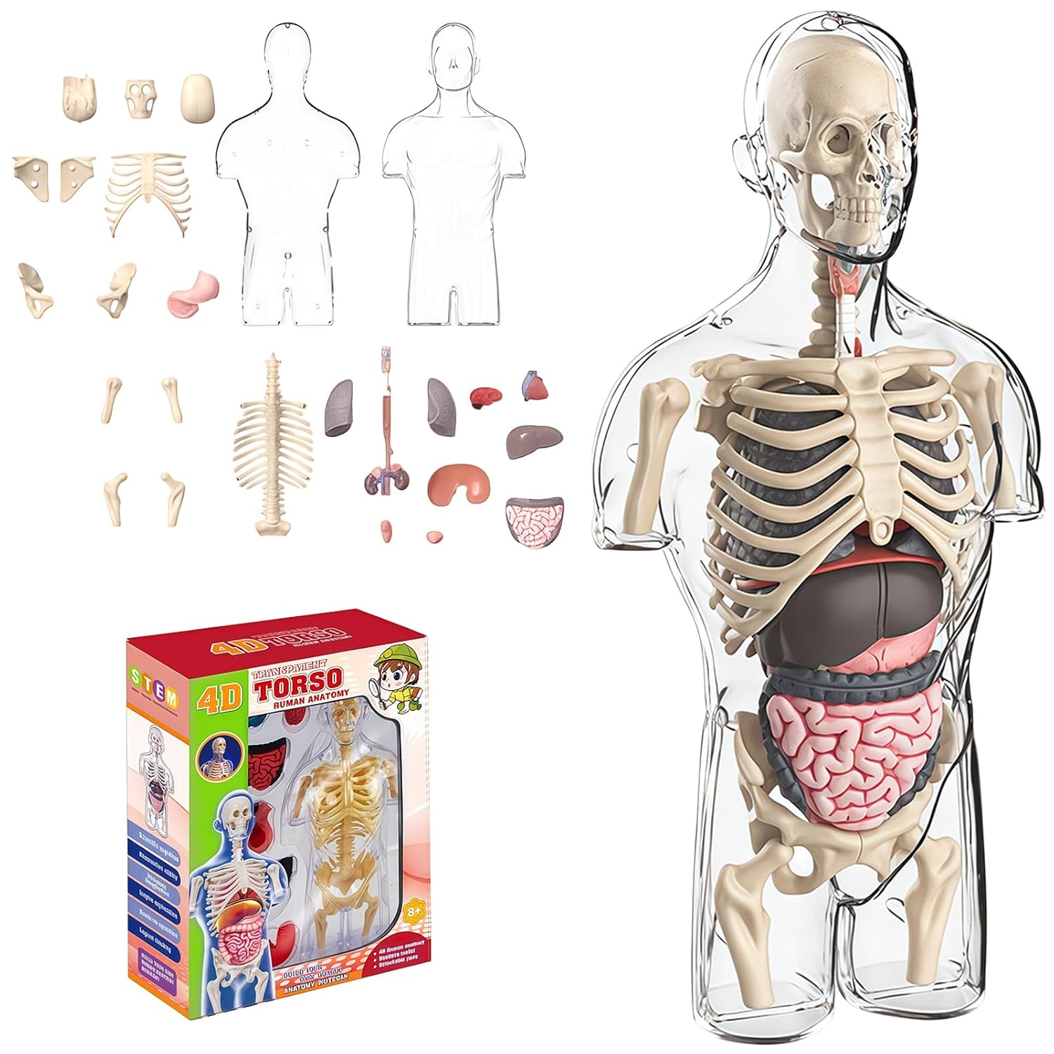 4D Anatomy Model Human Half Body,Clear Human Body Structure Model Include Bones,Organs,Muscles,Removable Human Organ Model for Student Study,Teaching Demonstration,Science Early Learning