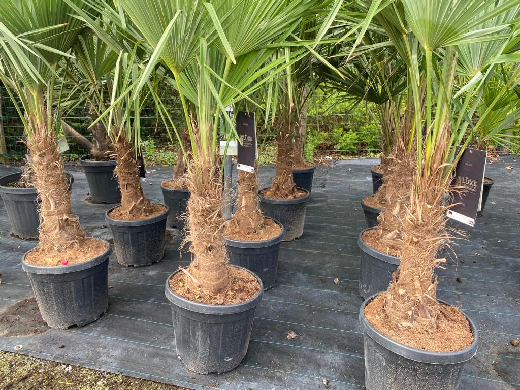 Trachycarpus Fortunei Palma a ventaglio cinese, 140-160 cm, altezza del tronco 30-35 cm, resistente fino a -18°C, vaso Ø 33 cm
