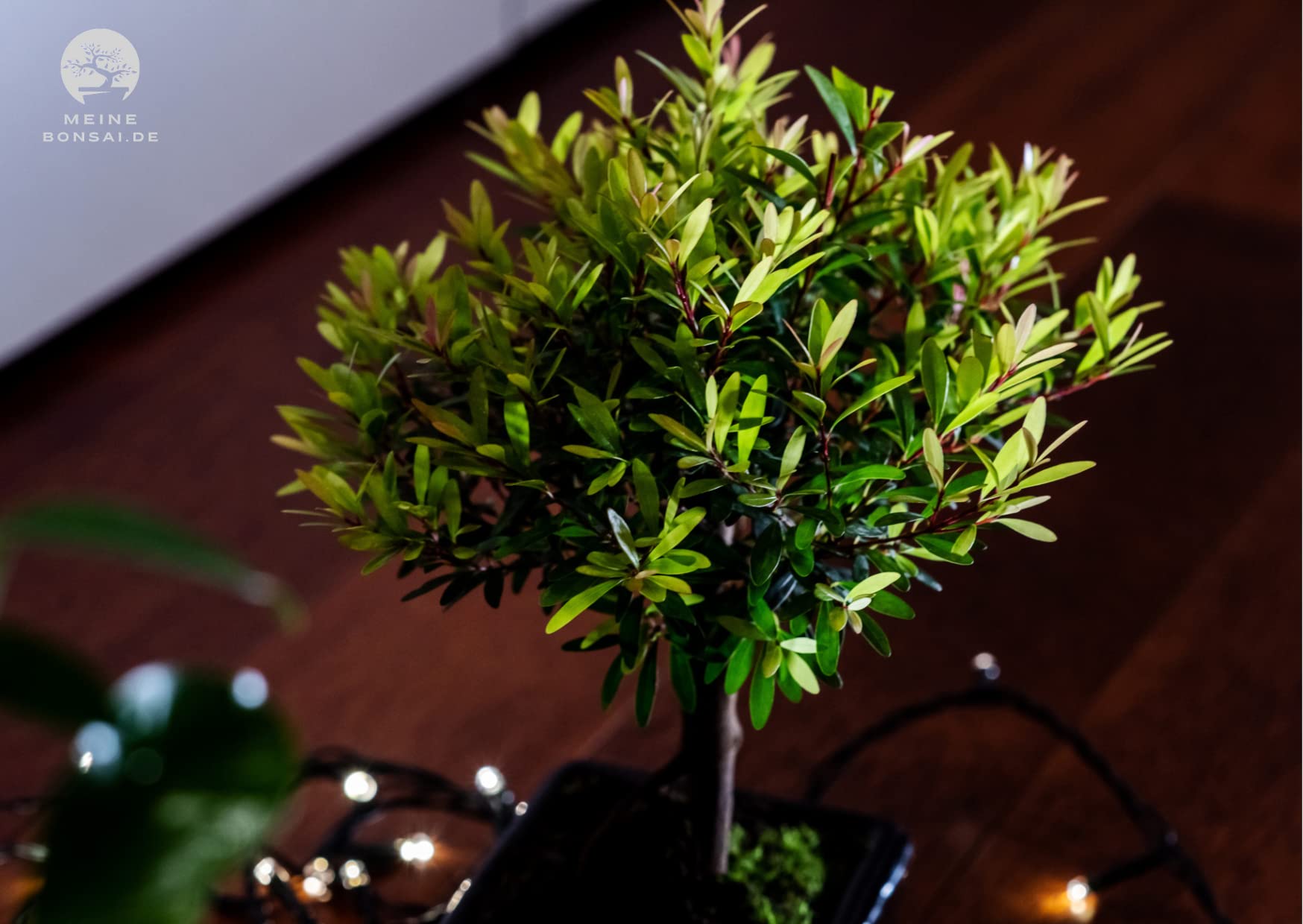 Syzygium Bonsai (ca 8 Order 10 Jahre) (Ca. 8 Jahre)