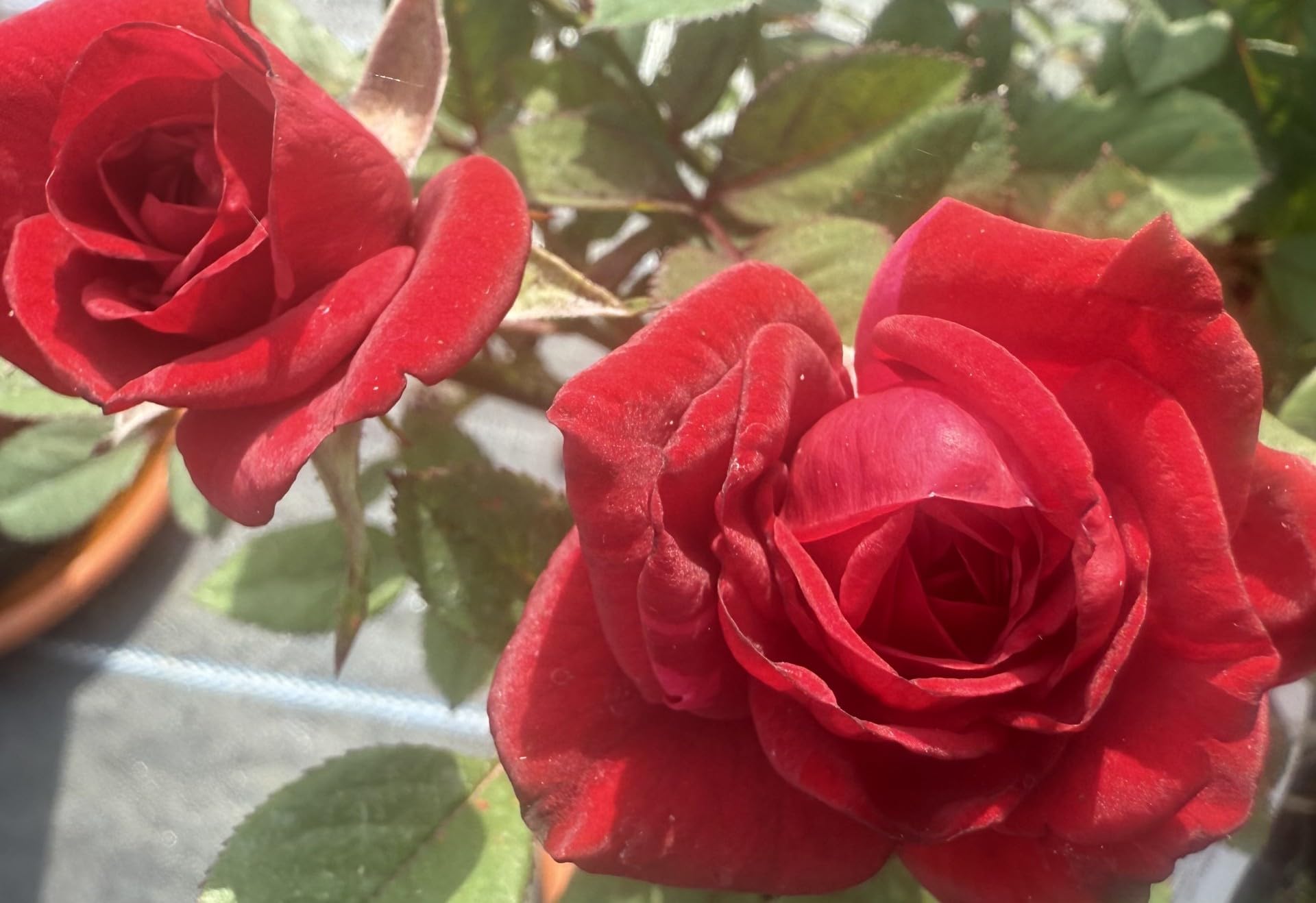 Agnes’ – 4L Potted Rose – Red Blooms – Lovely Gift Idea