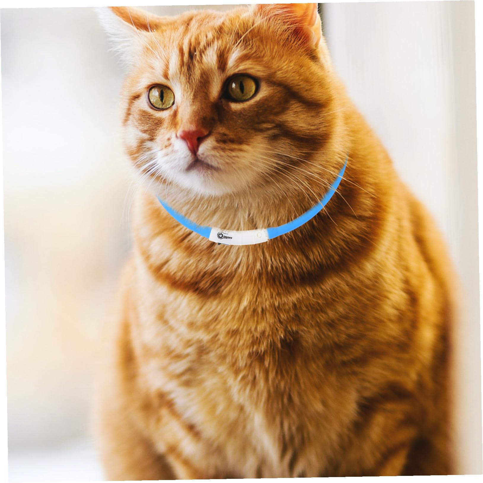 Toddmomy 3 Piezas Collar Brillo para Mascotas Collar Gatito Correa Cuerda Cachorro encender Collar Mascota Collar Mascota Brillante USB dirigió Cuello LED AbS