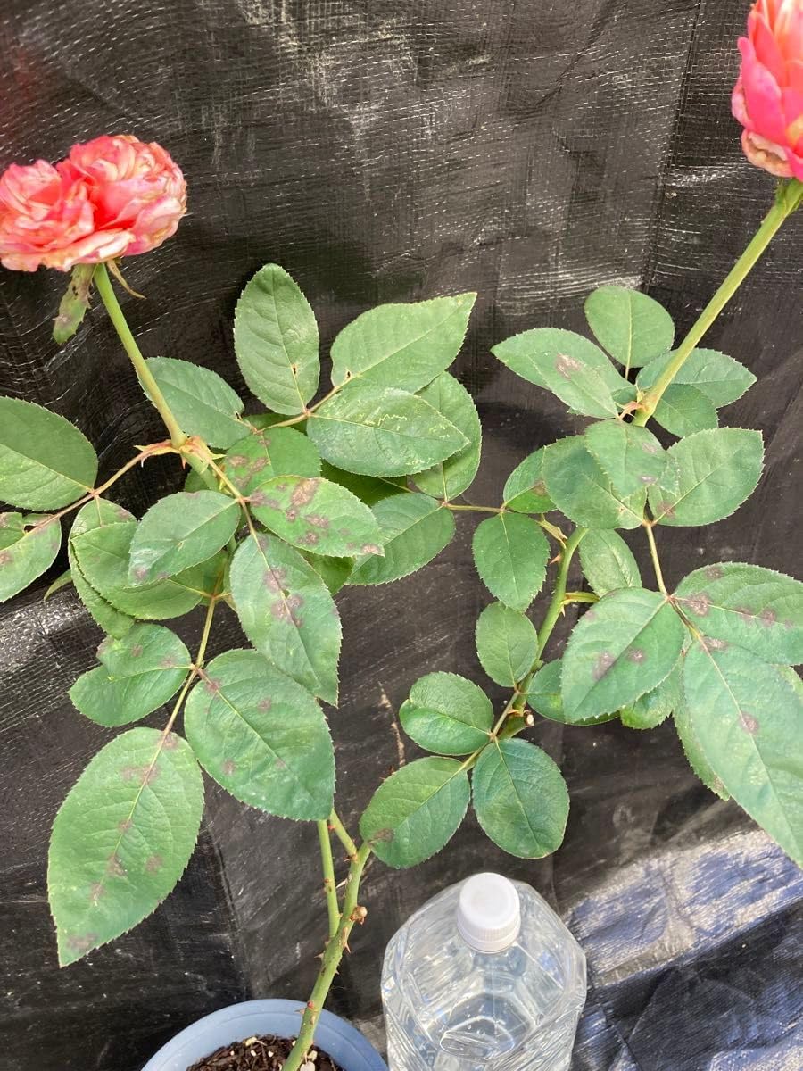 切花 挿し木苗 希少 切り花品種 挿し木苗 開花株 バラ苗 希少切り花