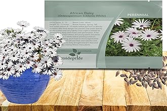 Outsidepride White Osteospermum African Daisy Seeds - 250 Pcs. Perennial Flower Seeds for Planting Outdoors with Long-Lasting Blooms, Drought-Tolerant, Easy to Grow for Sunny Gardens & Borders