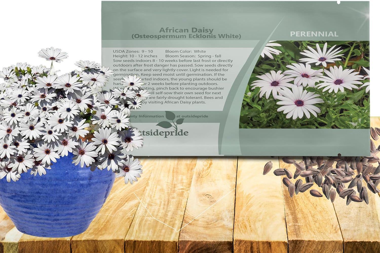 Outsidepride White Osteospermum African Daisy Seeds - 250 Pcs. Perennial Flower Seeds for Planting Outdoors with Long-Lasting Blooms, Drought-Tolerant, Easy to Grow for Sunny Gardens & Borders