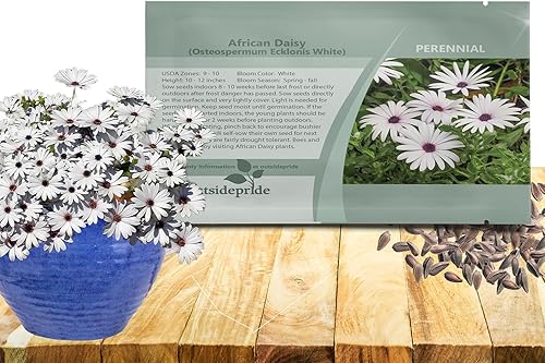 Outsidepride 500 semillas de flores de margarita africana de Osteospermum blancas perennes para plantar