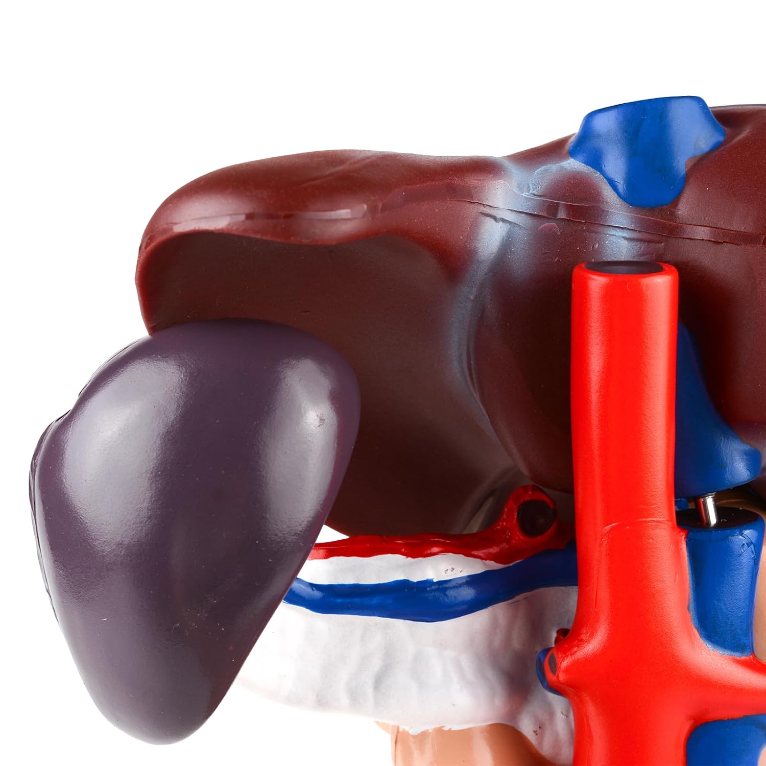 Life Size Human Liver Anatomical Model Removable Liver Anatomy Pancreas Model for Study Teaching