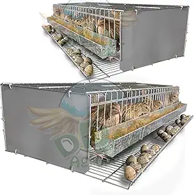 Kit 2 Gaiola Codorna Viveiro Japonesa Postura Ovos 30 Aves Poedeira