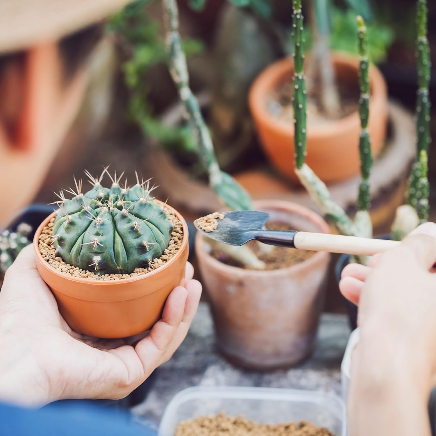Mountain Crest Gardens Rare & Unique Succulent Pack - 6 Live Plants, No Repeats, Rooted in 2 Inch Pots - Real Indoor/Outdoor Succulents for Display, DIY, Gifts, and Decor