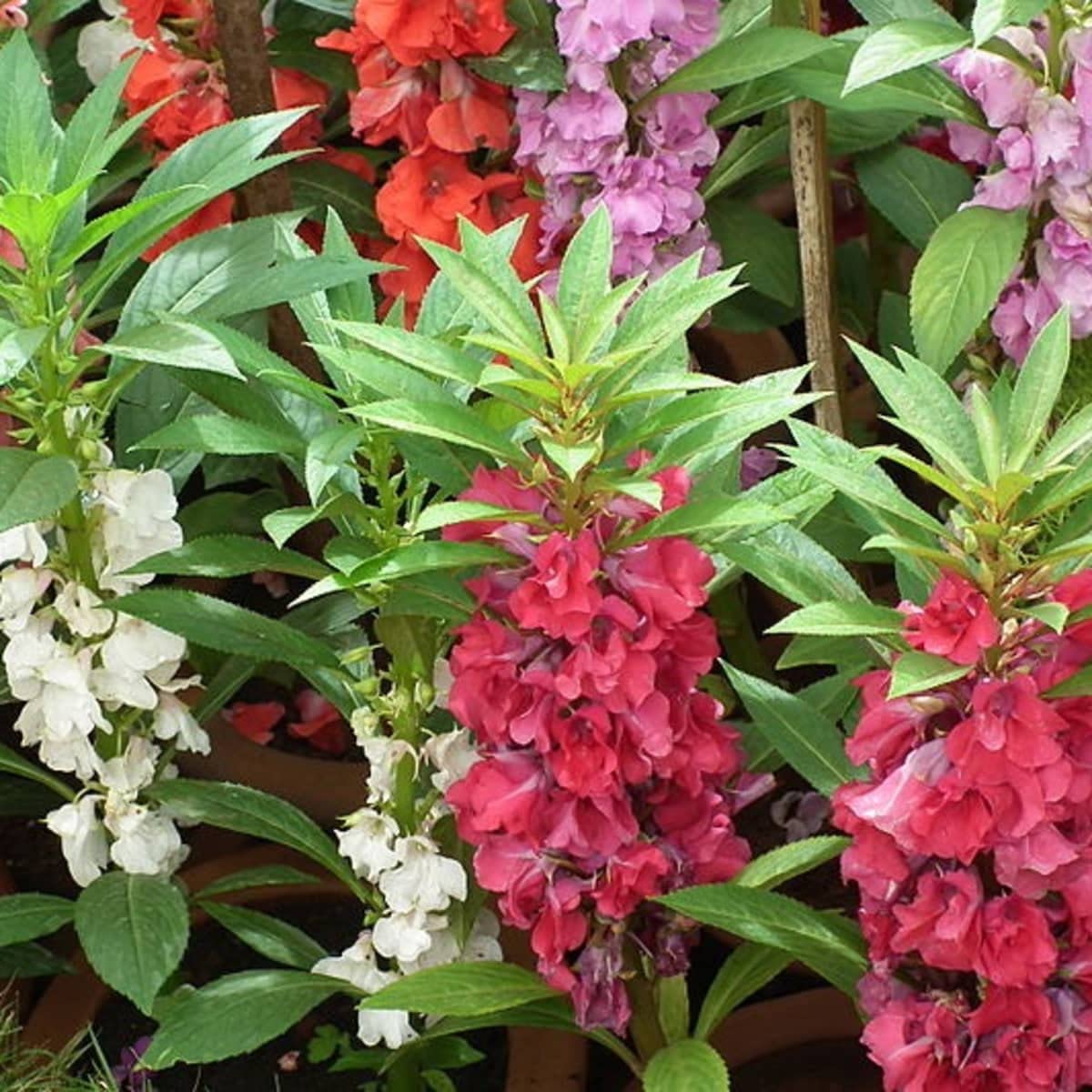 Zabbus Seeds Balsam Mixed Colour Flower Seeds Hybrid F1 Seeds All Season for Home Garden (50 Seed) 1
