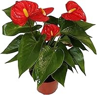 California Tropicals Anthurium Red Live Houseplant in 4 Inch Pot - Low-Maintenance Indoor Tropical Flamingo Flower, Perfect Gift for Home Office