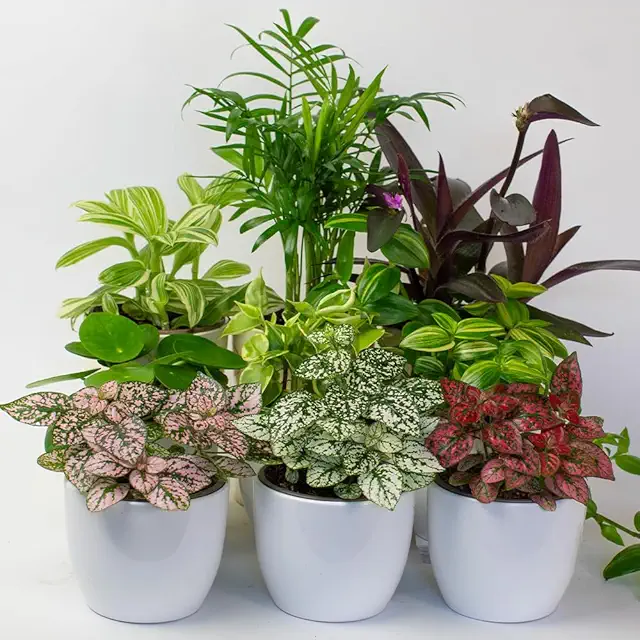 9 x Terrarium House Plants in 9cm Pots - Indoor Plant Mix for Home Decor