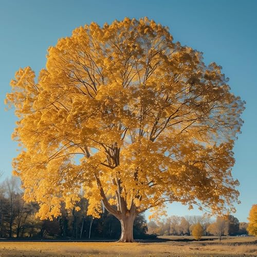 American Sycamore Tree - 8-16" Tall Live Plant - Quart Pot - Fast Growing Shade Tree Seedling - Platanus occidentalis