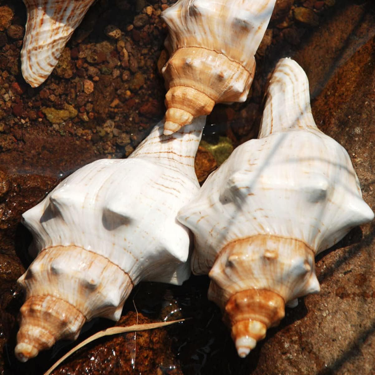 DOITOOL 4pcs Natural Conch Shell Ornament for Fish Tank and Aquarium Decoration Large Seashell Prop for Beach Theme Parties Unique Handcraft Jewelry Creation Fine Workmanship and Detailed