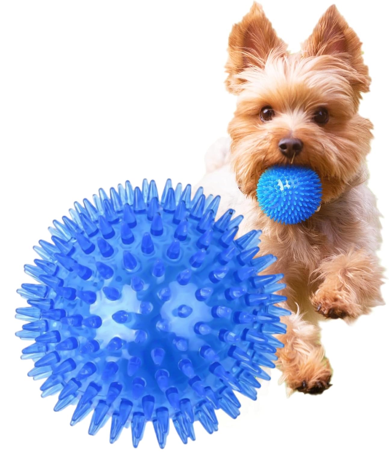 MUYYIKA 犬用おもちゃ ボール 音の出る 噛むおもちゃ 歯磨き 天然ゴム 弾力性 耐久性 運動不足 ストレス解消 訓練用 知育玩具 小型犬/中型犬に適用サイズ (ブルー 直径5.5cm 1個)