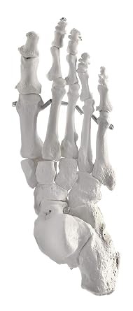 Foot Bone Model, Articulated - Right - Anatomically Accurate Human Bone Replica - hBARSCI