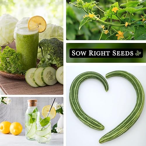 Miniatura 4 de Sow Right Seeds - Semillas de pepino de serpiente pintadas para plantar - Paquete de reliquia sin OMG con instrucciones para plantar - Cultivar un
