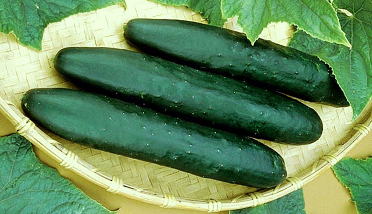 Cucumber Straight Eight Great Heirloom Vegetable by Seed Kingdom Bulk 5 Lb Seeds