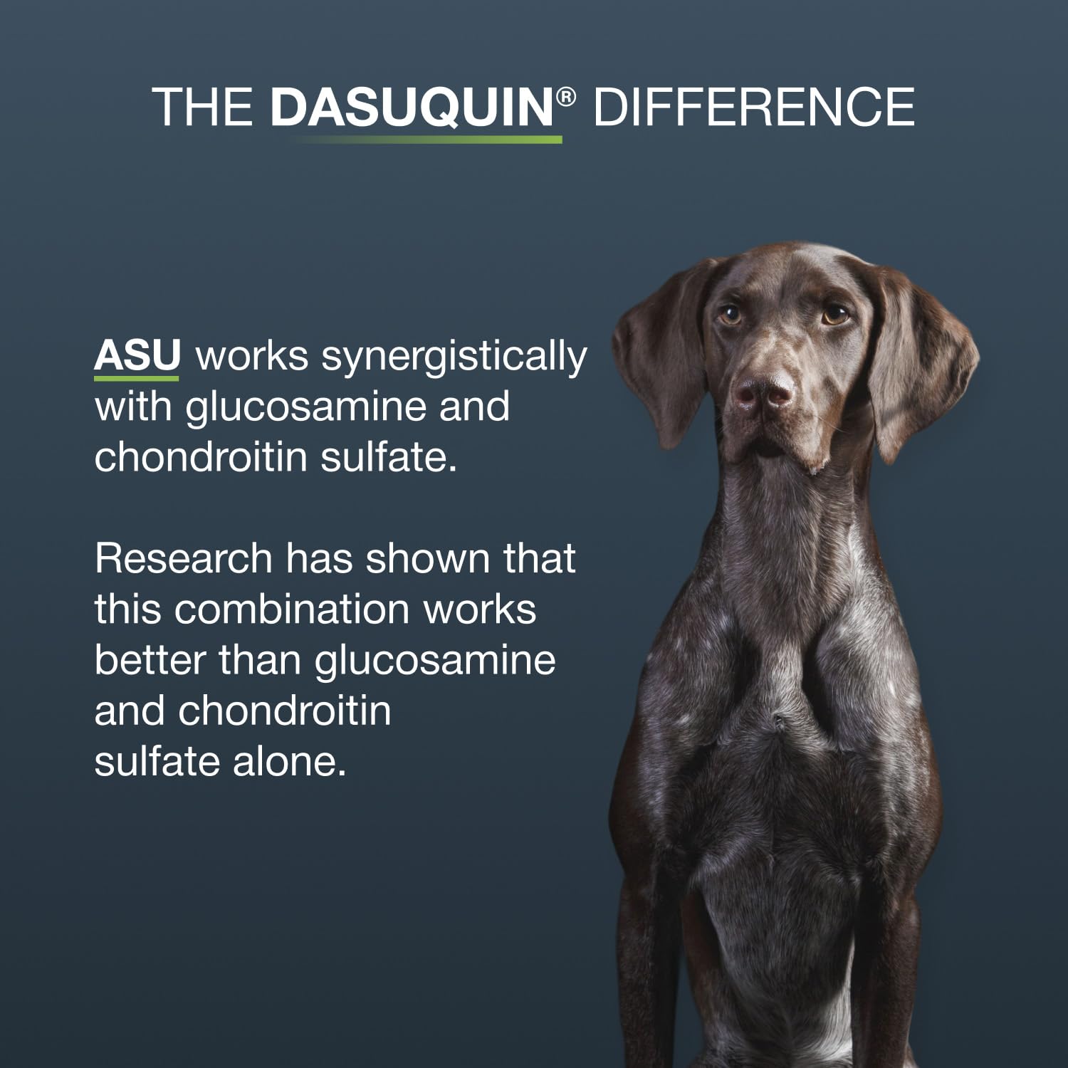 Amazon.co.jp: Nutramax Dasuquin for Dogs Over 60 Pounds - 150