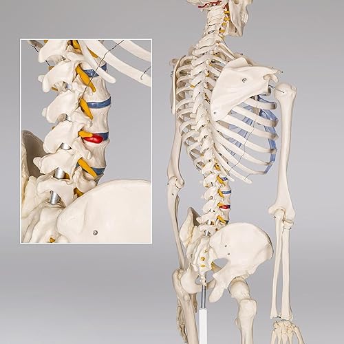 Miniatura 5 de Modelo anatómico de esqueleto humano de tamaño real de 70.8 pulgadas (180 cm) para anatomía con tabla de colores, sistema nervioso, soporte rodante