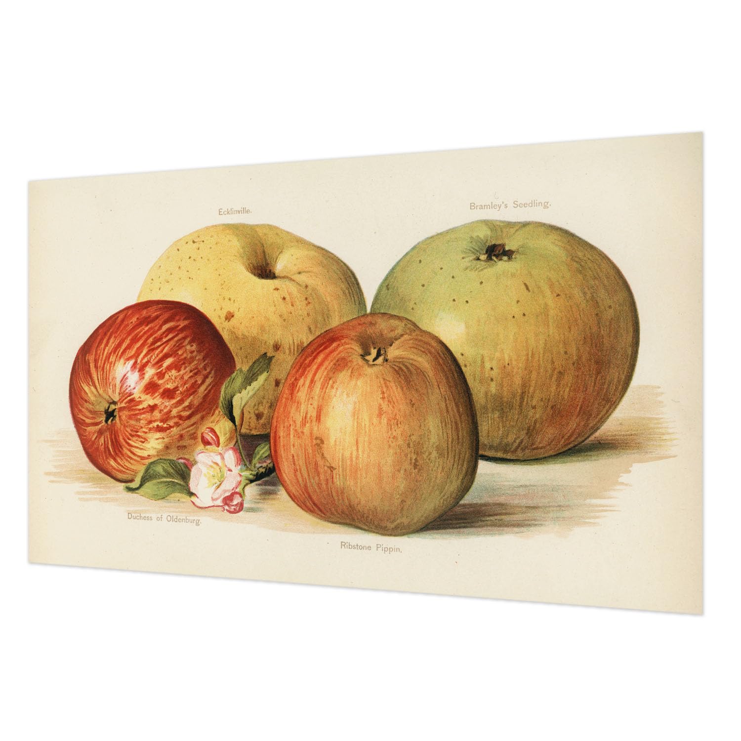Papier peint fleurs de pommier 416x254 cm avec colle incluse