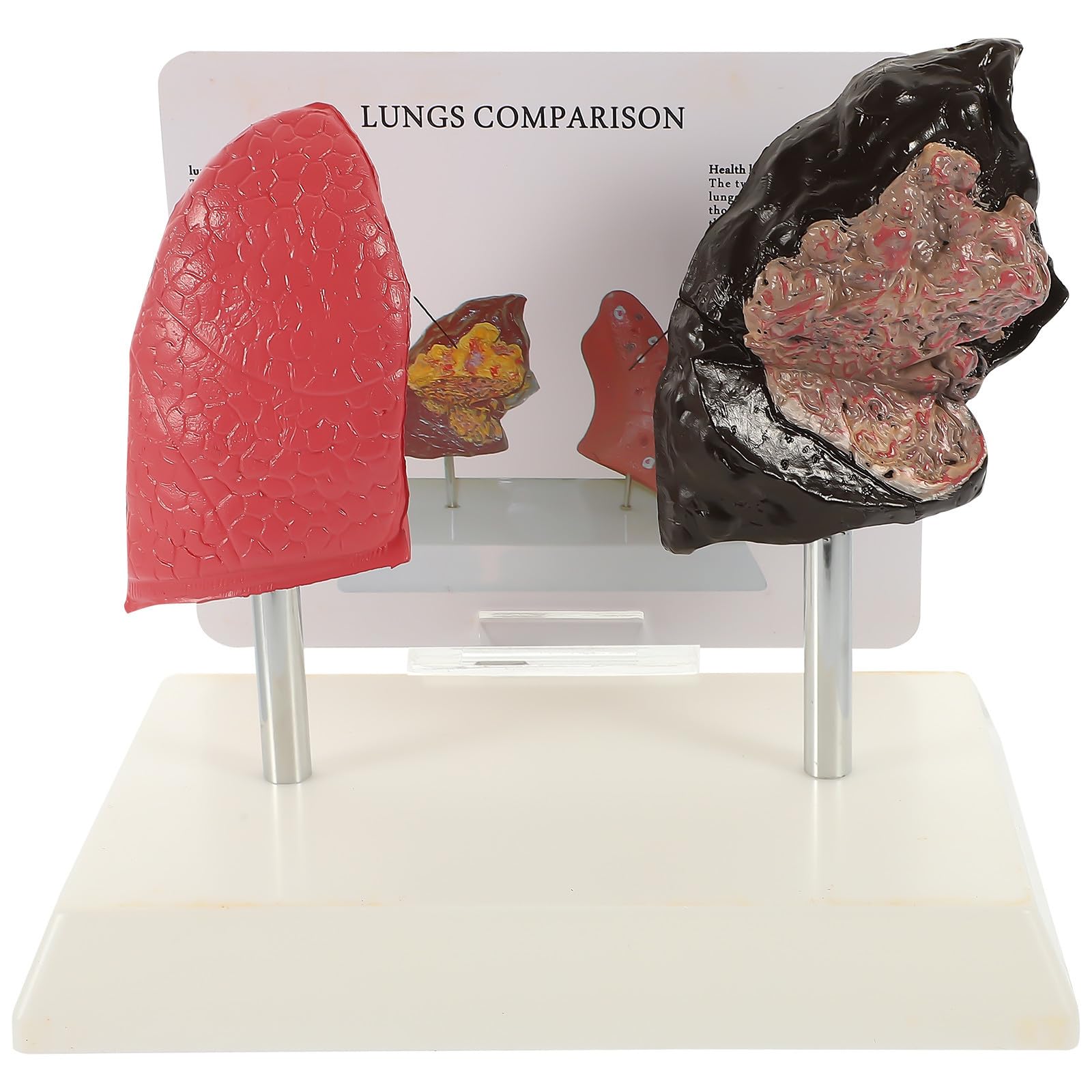 Medizinisches Lungenmodell aus Pvc für Physiologie und Anatomie