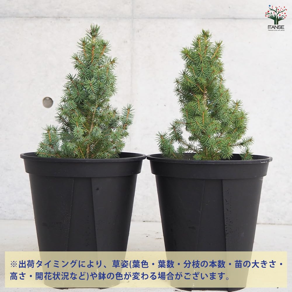 Amazon.co.jp: ITANSE ピセア サンオンザスカイ 7号 1個売り