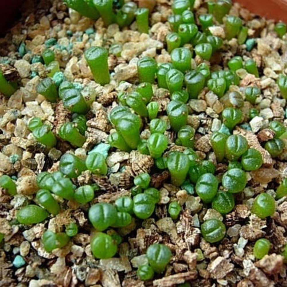 200 piezas Lithops Seeds Living Stones, planta suculenta Bonsai Garden Office Decor Semillas de Lithops