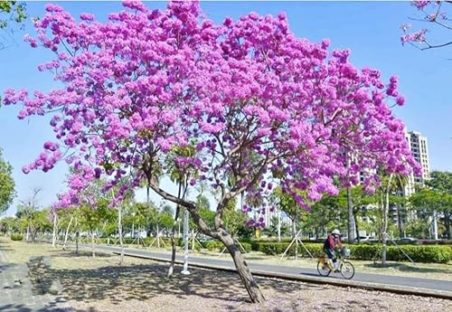 Miniatura 4 de 60 Semillas de Tabebuia Rosea Rosa Árbol de trompeta Handroanthus chrysotrichus Semilla de árbol con flores raras.