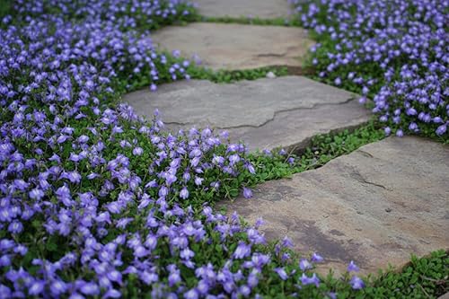 Miniatura 6 de Perennial Farm Marketplace Mazus reptans (Creeping Blue) Cubierta vegetal, 1 cuarto de galón, flores de color azulado brillante