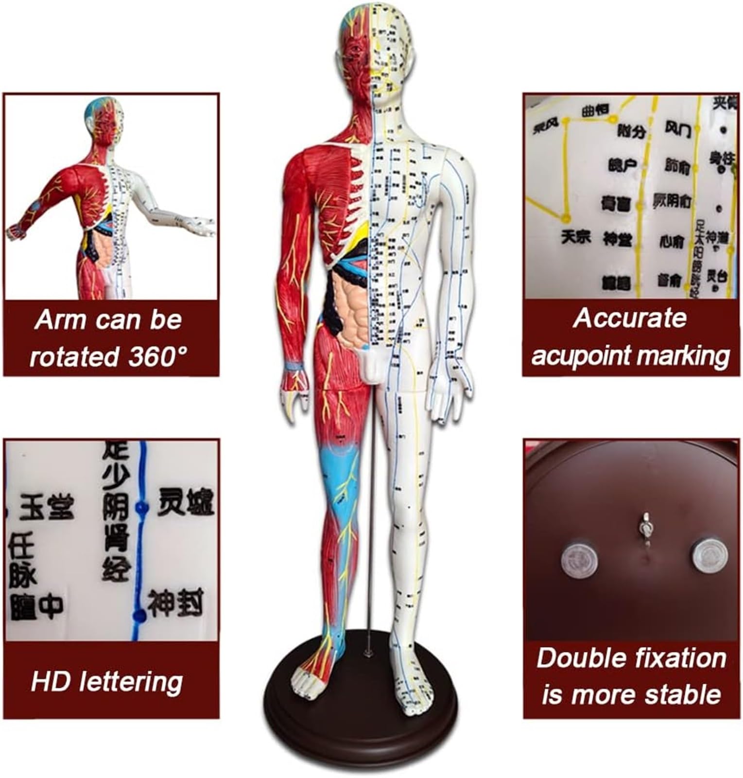 BuTkus Akupunktur- und Muskelanatomisches männliches Modell, 60 cm/23,6 Zoll – for Akupunkturisten und andere medizinische Fachkräfte, die Lehr- und Bildungsbedarf ausbilden