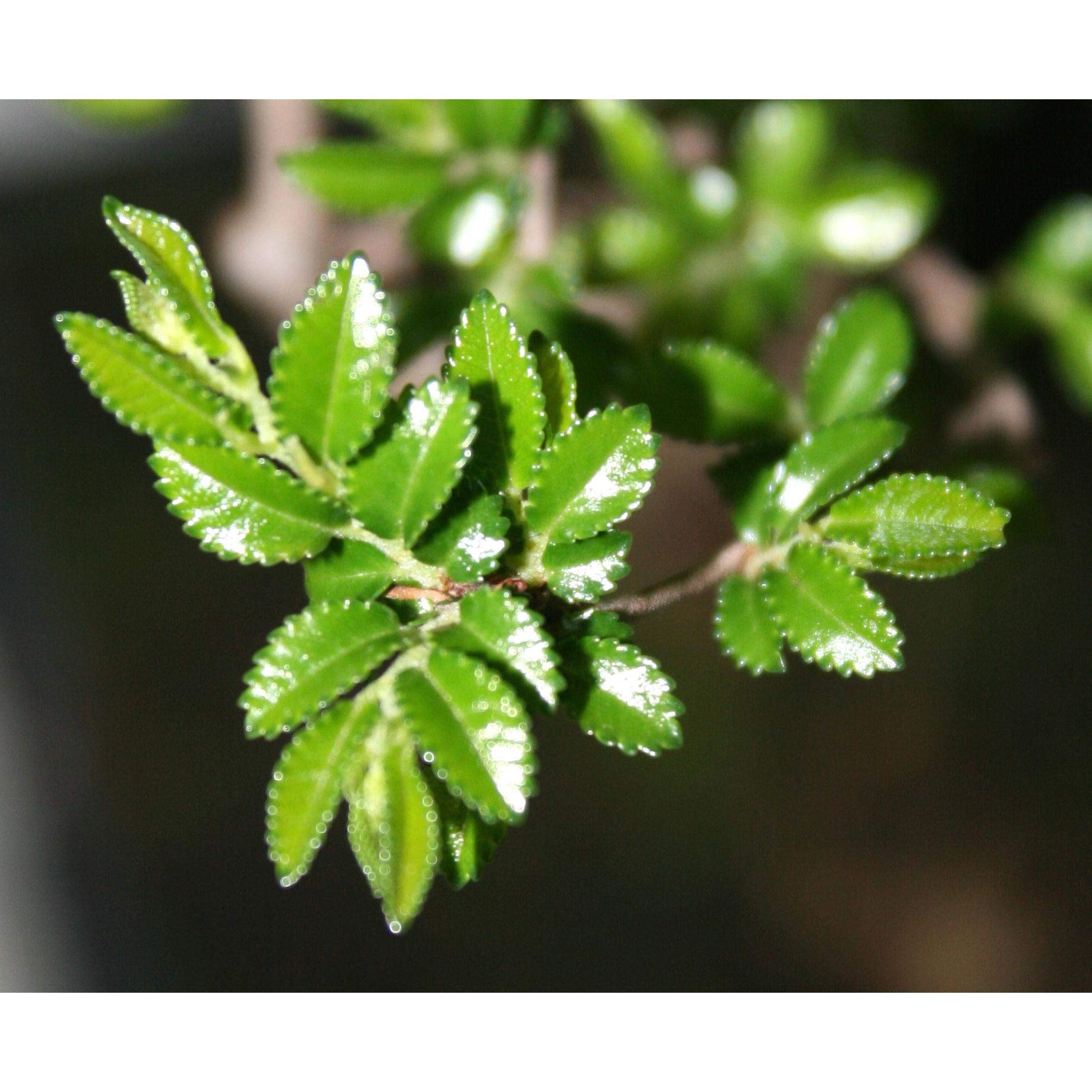 Zelkova parvifolia 8 años OLMO CHINO