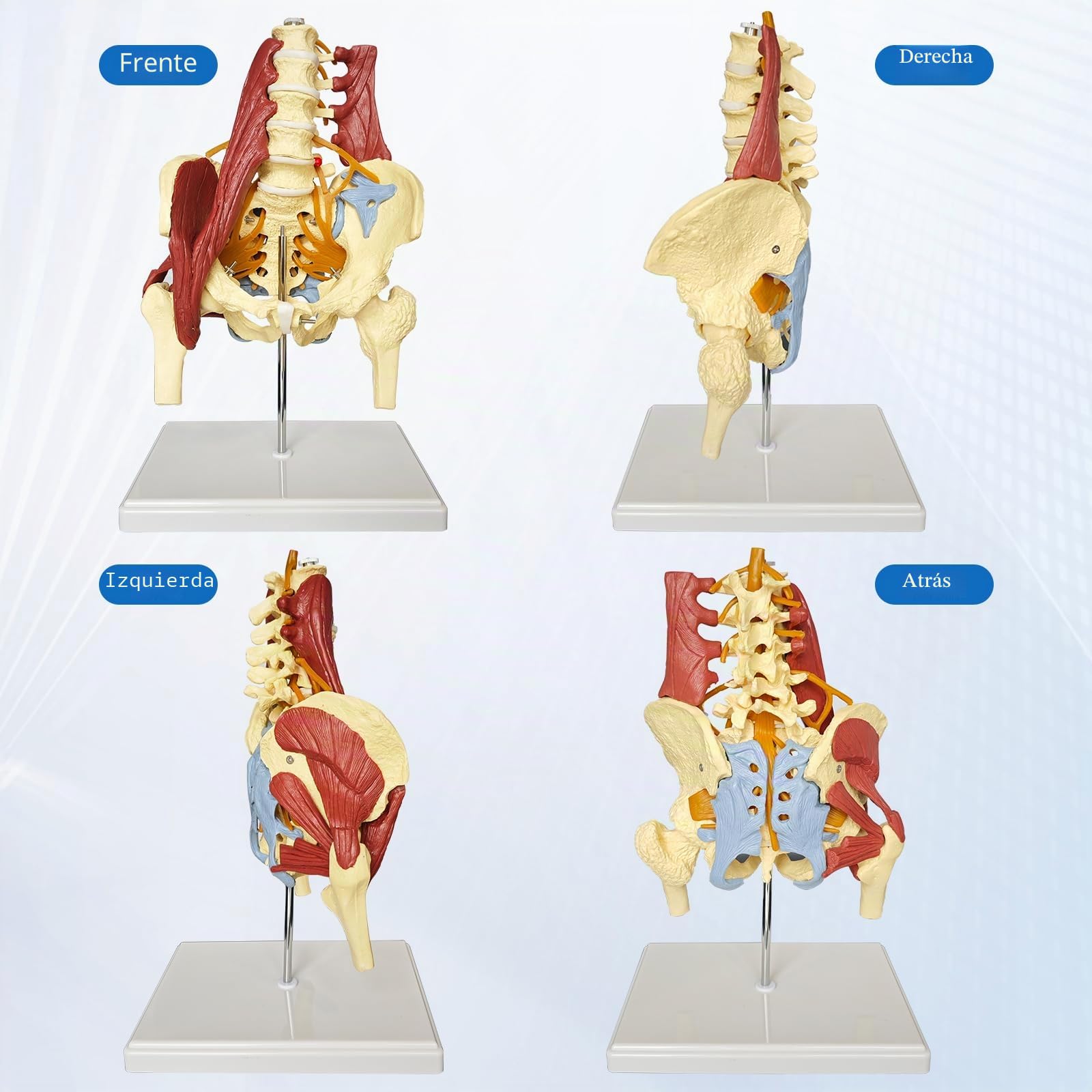 Modelo pélvico Con Columna Lumbar y Músculos Nervios, De tamaño real Modelo De Pelvis Femenina Anatomía Modelo de Anatomía para la Ciencia, Enseñanza, Médicos