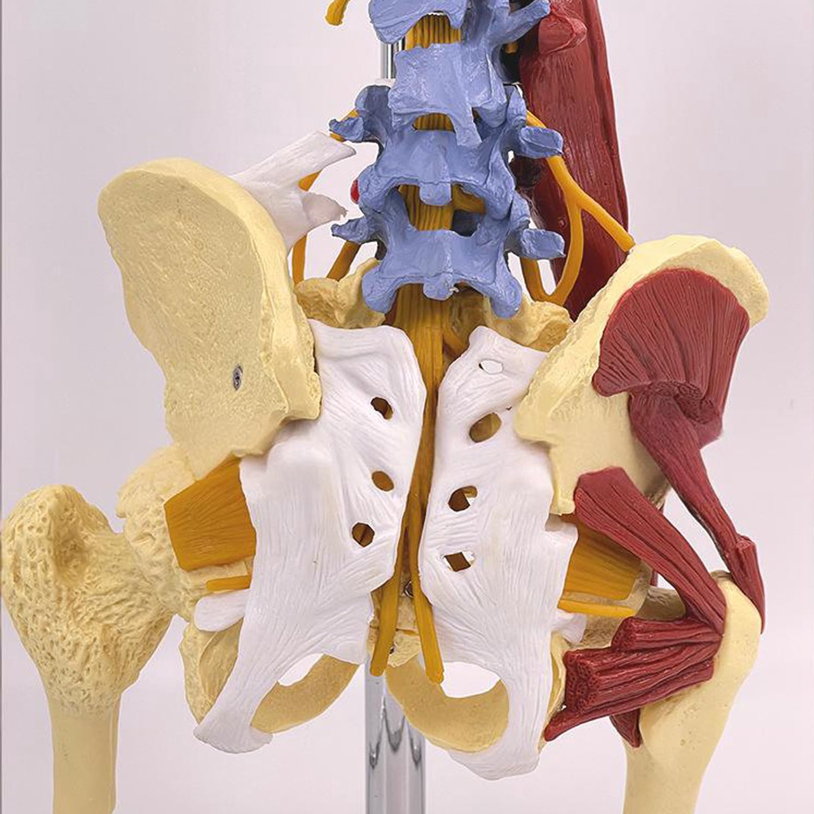 Modelo De Columna Vertebral Humana: Réplica Anatómica A Escala 1:1 con Ligamentos Neuromusculares Y Soporte, Vértebras Lumbares, Torácicas Y Cervicales Desmontables para