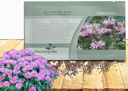 Outsidepride Semillas silvestres de bergamota – 1000 piezas de semillas perennes, fáciles de cultivar y aptas para polinizadores Monarda Fistulosa