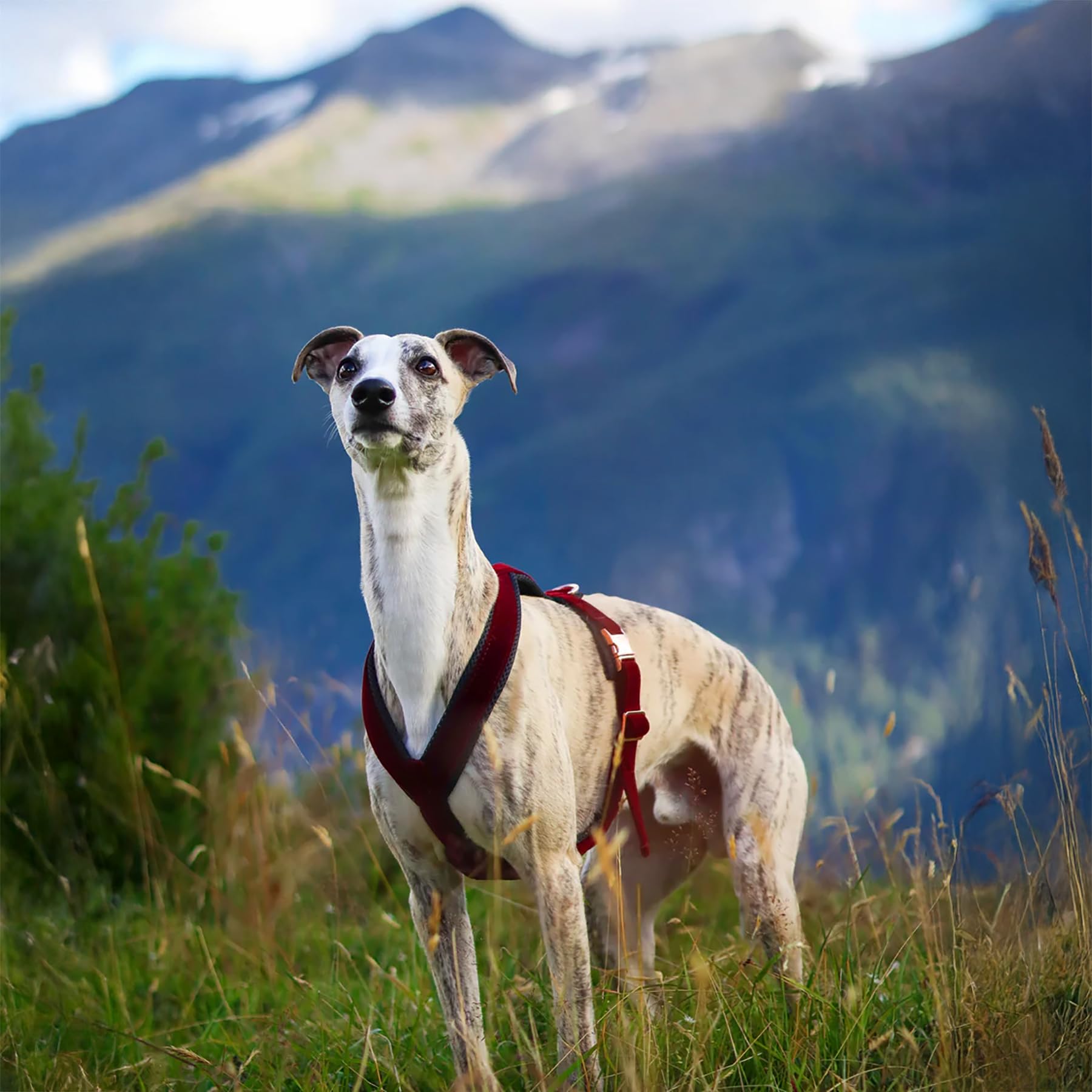 EDEL&SCHNELL Whippet Galgo Greyhound Windhund Hundegeschirr dunkelrot Größe XS Geschirr für kleine Hunde aus Samt