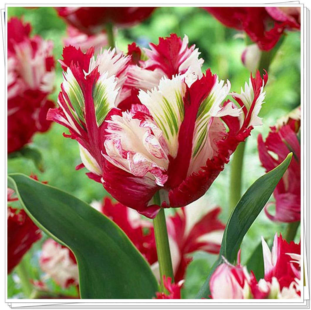 チューリップ 球根 冬 特に春 室内 ベランダ園芸植物 暖かい家に4種類の珍しい