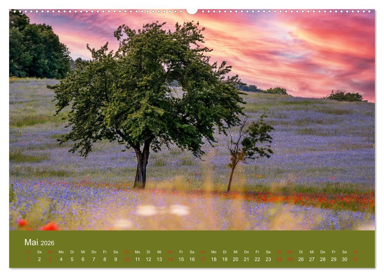 Mohnblumen Romantik (hochwertiger Premium Wandkalender 2026 DIN A2 quer), Kunstdruck in Hochglanz: Mohnblumenfelder und Blüten (CALVENDO Orte)