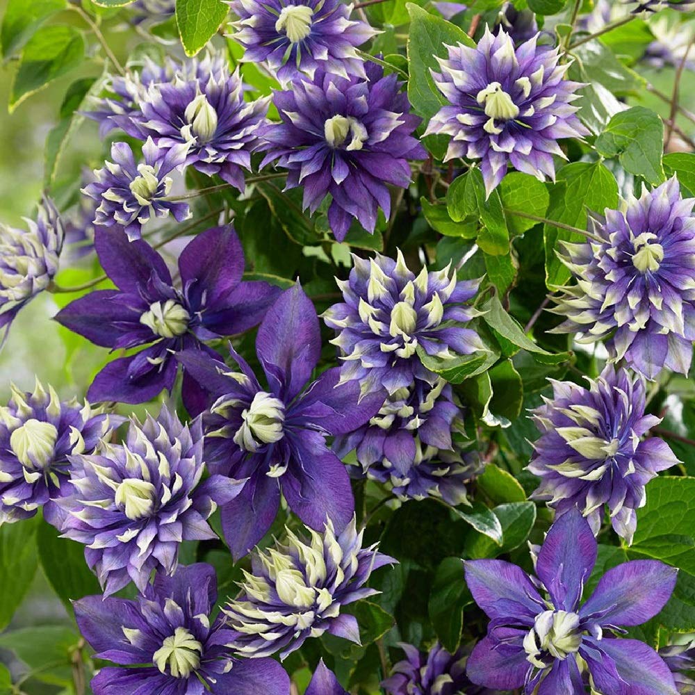 Taiga Clematis Vine
